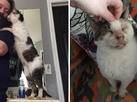 何年もガレージに閉じ込められていた耳の聞こえない猫。それでも人間を慕う気持ちは変わらなかった（アメリカ）