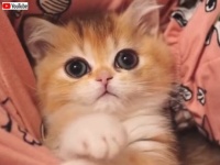 子猫からの「今日も1日お疲れさま！」マンチカンの赤ちゃんに笑顔をもらっちゃおう