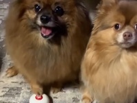 世の中には二種類の犬がいる。押せる犬、押しまくる犬