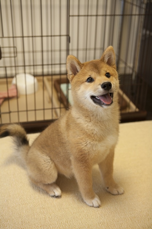 柴犬まる9歳の誕生日！子犬時代からの思い出を振り返ってみるよ
