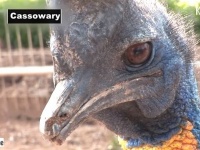 バッタリ出くわしたらどうしよう？「世界で一番キケンな鳥」ヒクイドリの真実にズームイン！