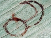 この絵文字はアメリカの先住民族が「かに超新星」を表したものなのだろうか？
