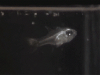 魚が火を噴いた！貝虫類を口から吐き出して「花火」を打ち上げる魚の貴重な映像