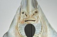「地球にいちゃだめなビジュ」　水族館で遭遇した〝ジェニーハニヴァー〟に7.8万人ギョッ