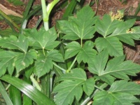 日本原産の植物、アシタバに老化防止成分が含まれていることが判明（オーストラリア研究）