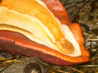 岩をも噛めるヒザラガイの最強の歯はレアな鉱物で出来ていたことが判明