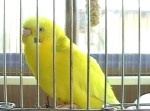 「田中さん、落ち着いてくださーい」インコの電話トークがおもしろすぎ！
