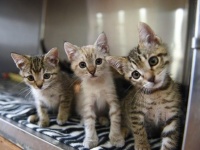 いちいち納得！猫が我々をハッピーにしてくれる9つの理由