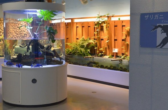 ザリガニコーナー(写真提供:鳥羽水族館)