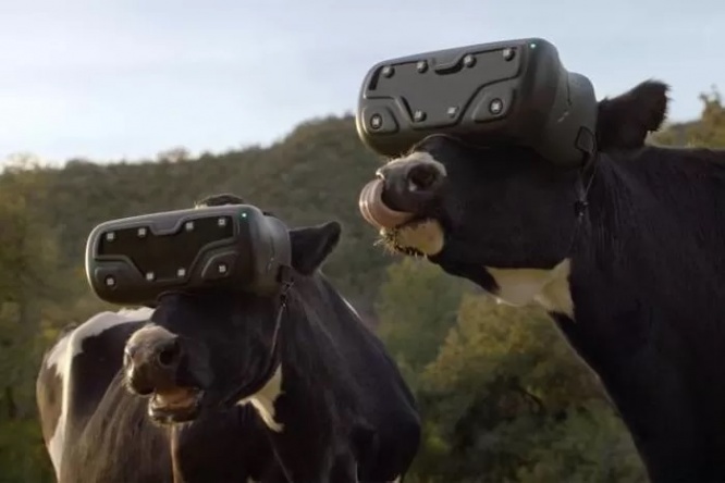 乳牛にVR