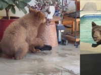 まだまだ暑い日が続くからね…。クマーの母子、とあるご家庭の庭とプールが気に入ったらしく通い詰める