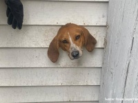 犬、はさまる。排気口に頭を突っ込んだものの抜けなくなってしまい警察と消防隊が共同救出