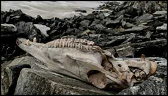 氷河の氷が溶けて現れた、バイキング時代の峠道とその遺物（ノルウェー）