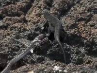 ネットで話題沸騰！　ヘビの群れに囲まれたイグアナが間一髪のところで命拾いする一部始終