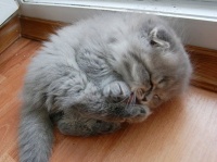 眠たいニャー！ あらぬ寝方をしてしまった子猫たち　8選