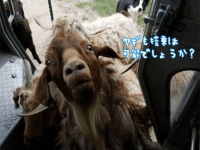 配達員を待ちわびているのは人と犬だけではなかった。様々な動物たちが挨拶にやってくる運送車のある風景