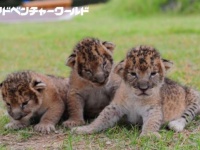 ライオンの赤ちゃん。平成29年10月3日撮影（画像はプレスリリースより）
