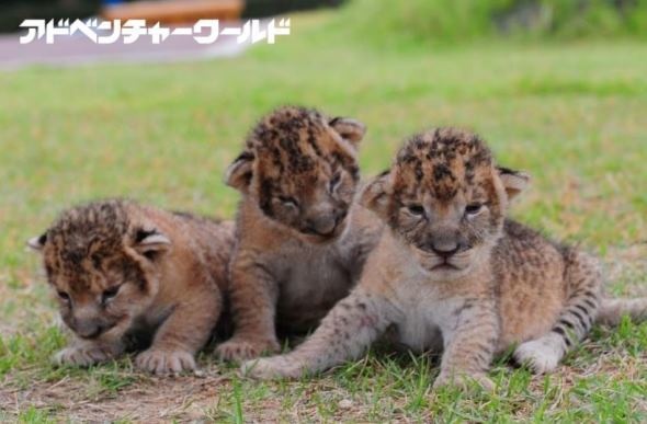ライオンの赤ちゃん。平成29年10月3日撮影（画像はプレスリリースより）