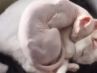 一緒に寝てもいい？無毛タイプの猫を温めてあげる有毛タイプの猫が奏でるやさしい世界