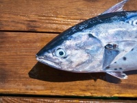 釣った魚を一旦口にくわえたら喉に詰まって窒息寸前！緊急摘出施術が行われる