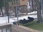 思わず応援してしまう。ハンモックに乗りたいクマたちの姿が可愛すぎる。