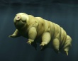 最強生物「クマムシ」がヒトの命を救うかもしれない。特殊なタンパク質を利用し、医薬品を安全保管