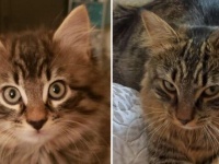 ガンつけを覚えた猫の目力ビフォアアフターに関する海外の反応