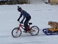 雪の日のあたたかい光景。愛犬をソリにのせ自転車を走らせる少年に地元民がサプライズ