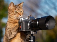 凄腕カメラマンにしか見えない猫、激写される　にじみ出る〝玄人感〟に2.8万人感服「弟子入りを希望します」