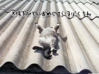 ヘソ天で両手両足を広げ、屋根の上で太陽光充電する猫