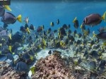 ストリートビューが“海の中”に対応！？　世界中でスクーバ疑似体験しまくりだ！