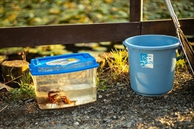 「うちで飼ってるザリガニを、近所のおばさんが勝手にリリース。『動物愛護』のつもりらしいけど、お宅だって...」（福岡県・40代女性）