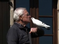 あの時助けたあげた鳩は、いつもおじいさんのそばで寄り添うように。鳩とおじいさんの友情物語