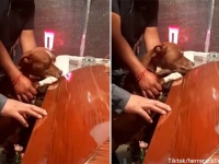 棺のニオイで飼い主の死を悟った犬、悲しみの表情を浮かべ最後の別れを告げる