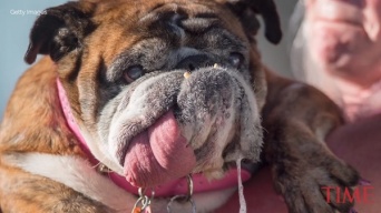 「世界一醜い犬コンテスト」で優勝したブルドッグの姿がこちら