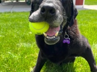 がんで余命わずかの老犬に最後まで楽しみを与えたい。ホスピスの里親が全力でサポート