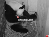 平均寿命を超えた22歳のジャイアントパンダ、無事に赤ちゃんを出産（アメリカ）