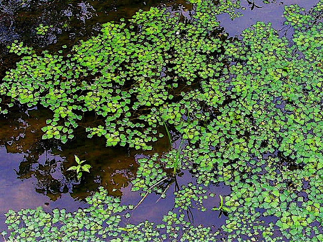 水面に浮かぶ菱(isadoさん撮影、Flickrより)