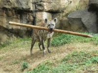 「どっから抜いてきたｗ」「よく見るとドヤ顔」　あまりにも〝ワンコ〟なハイエナに1.6万人破顔