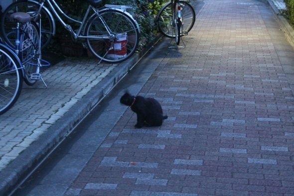 黒猫が毛づくろいをしていた