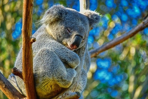 koala-4721677_640_e