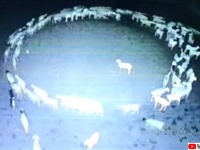 黙示録の前兆か？羊の群れが輪になって取り憑かれたように12日間歩き続けるミステリー（追記：謎が判明か？）
