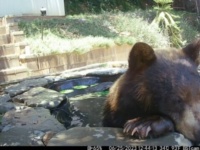 防犯カメラは見た！「は～天国…！」突然やって来たアメリカグマ、庭の池で水風呂を満喫していく