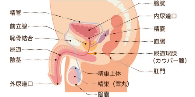 生殖器の仕組み