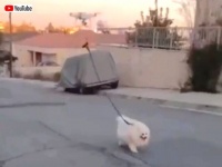 これならコロナウイルスも怖くない？ドローンに犬の散歩をさせる人が現れた模様