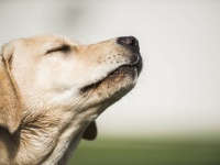 人間のストレスの匂いが犬の感情に影響を与え、より悲観的な行動をとるようになる