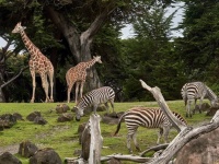 空気中には動物のDNAが漂っている。吸い込んで採取したDNAから動物を特定することに成功