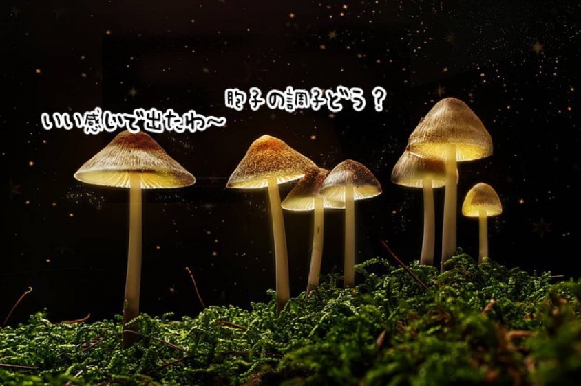 キノコは会話する。50の「単語」を使用して相互に電気シグナルを送っている