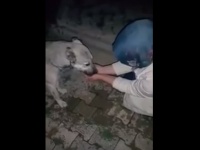 野良犬と女性の「心が通い合った瞬間」を捉えた動画が話題に