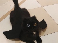黒猫なのにオッドアイ。インスタで人気のキャットアイドル、その名もニウ・ナァイ（牛乳）